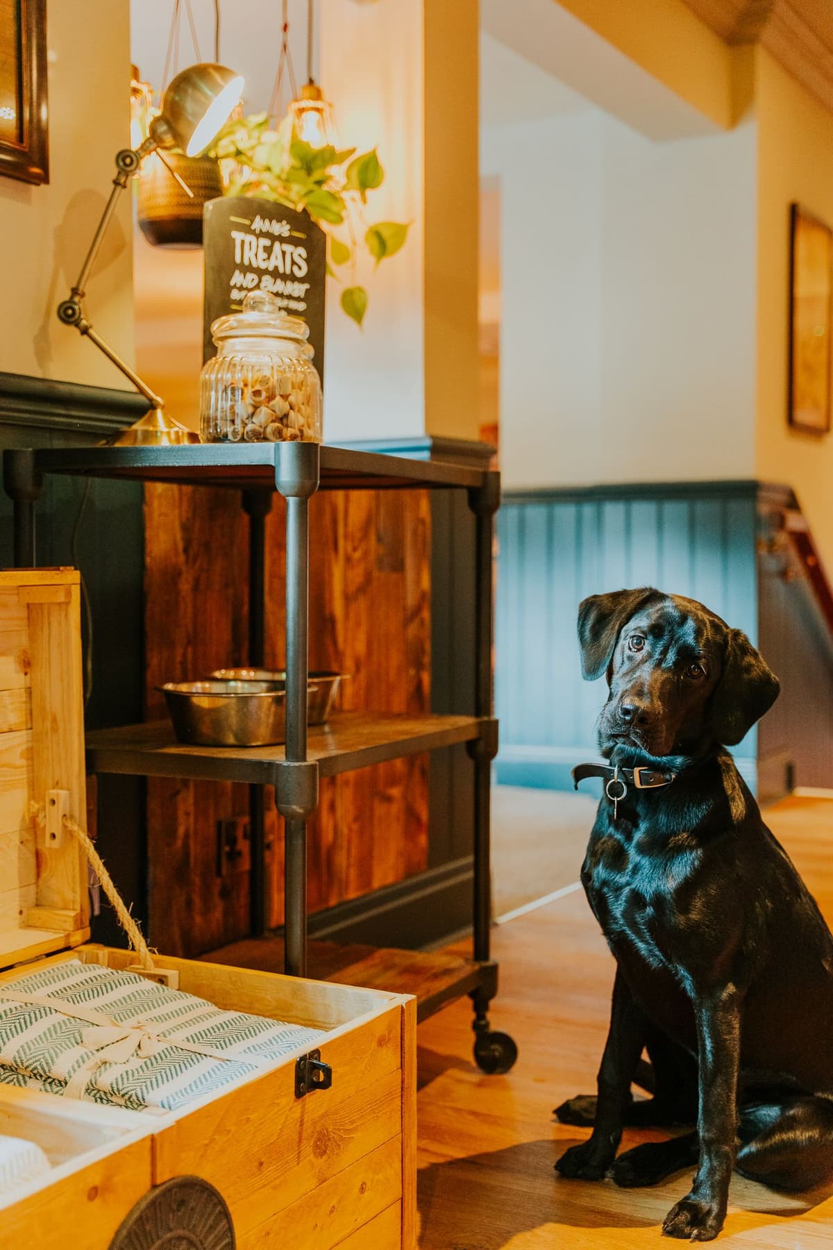 Dogs welcome in the bar and beer garden